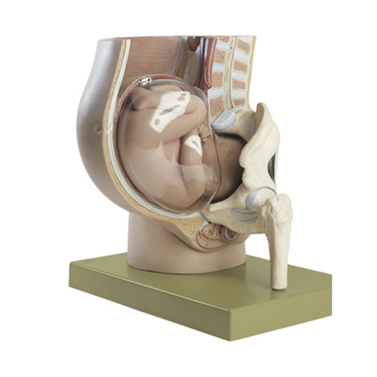 Pregnancy model of the pelvis and the fetus in the 9th month