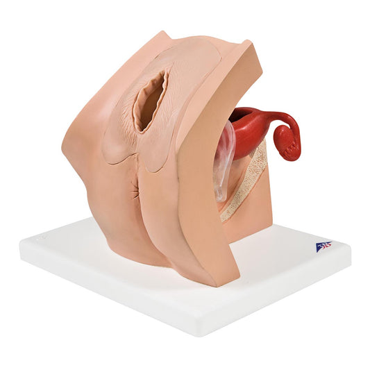 Gynecological training model for inserting contraceptives