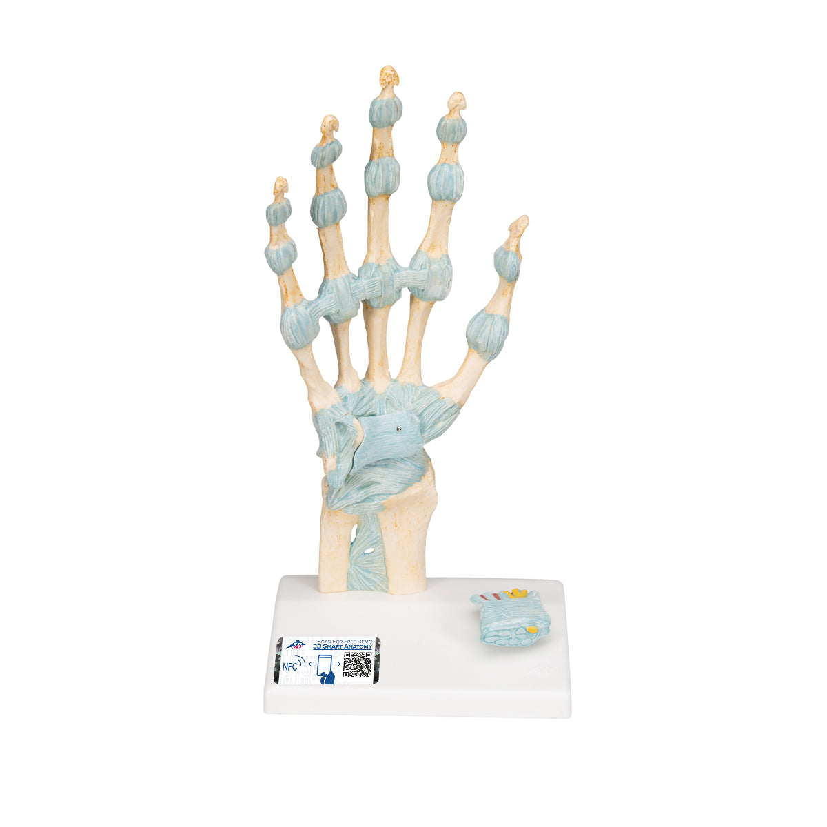 Hand model with ligaments and carpal tunnel contents