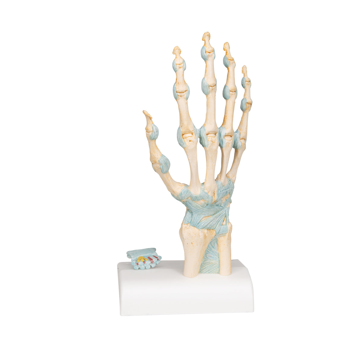 Hand model with ligaments and carpal tunnel contents
