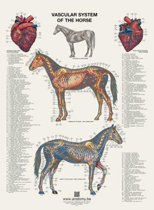 Plakat med hestens hjerte og blodkar på latin og engelsk-latin