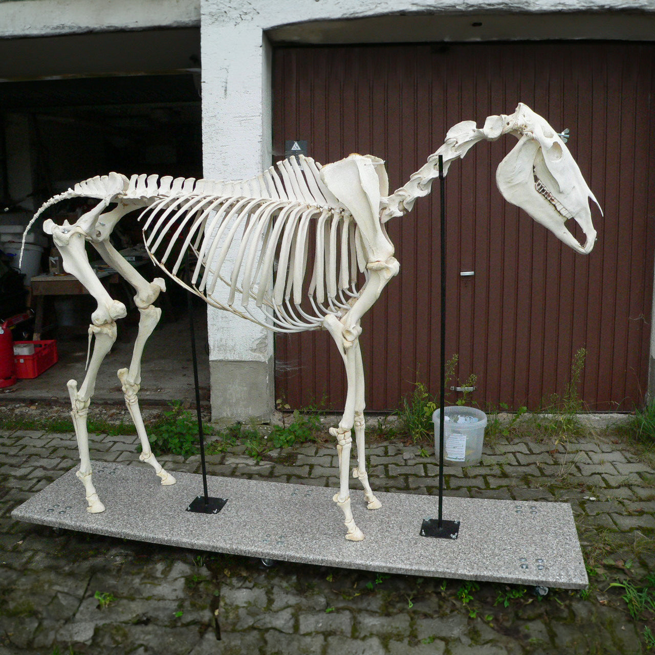Real life-size horse skeleton presented on a stand with wheels