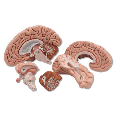 5-delad hjärnmodell i skalle