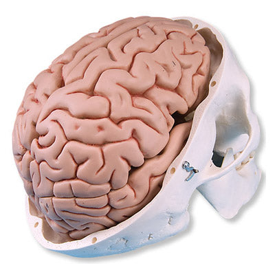 5-delad hjärnmodell i skalle