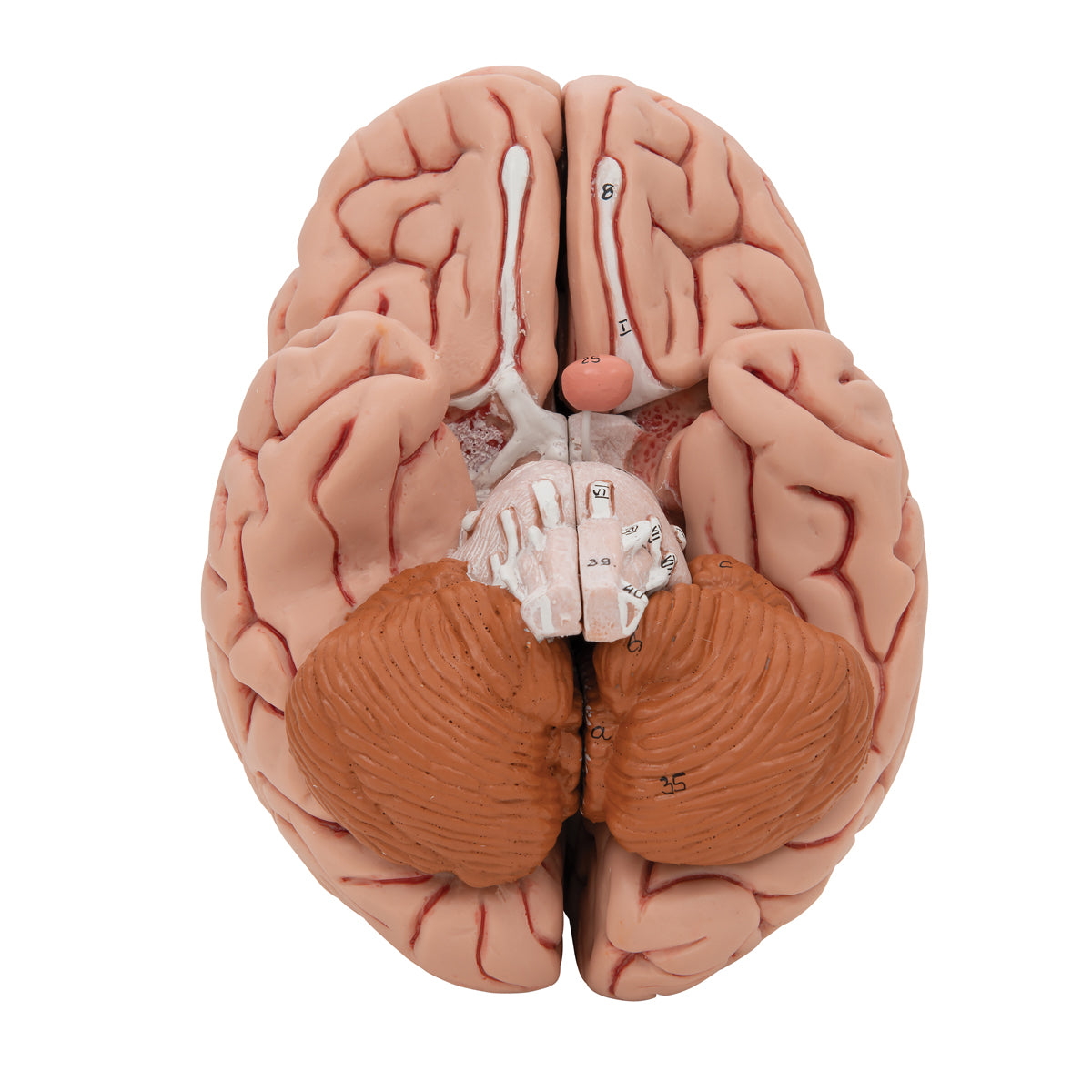 Hjärnmodell med ett mer naturtroget utseende. Kan delas upp i 5 delar