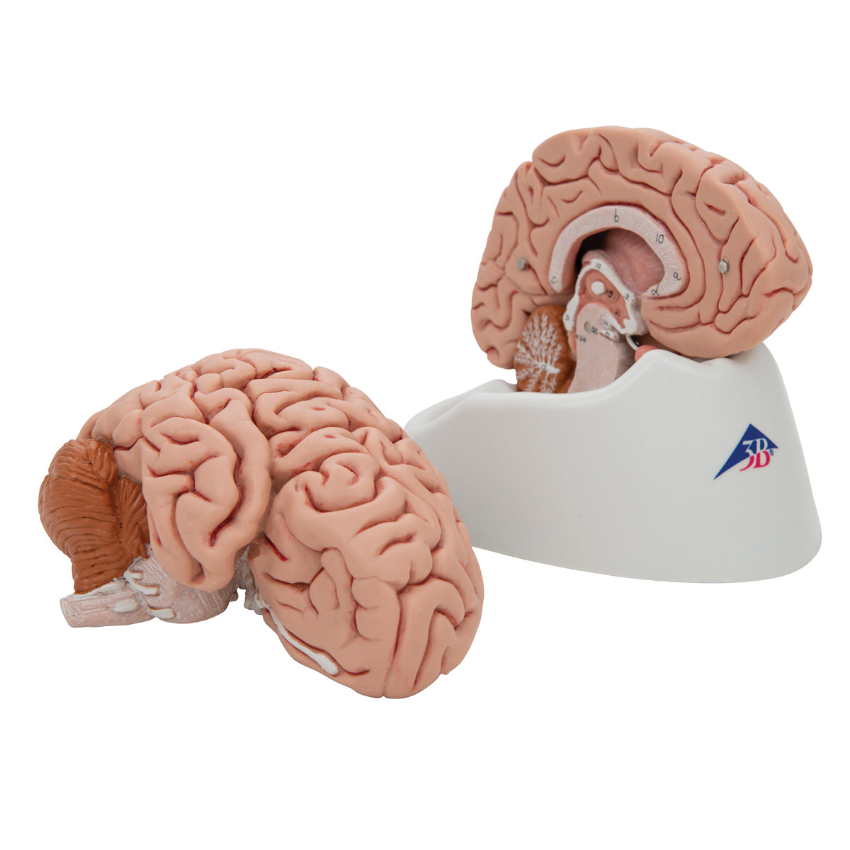 Brain model with a more lifelike appearance. Can be separated into 5 parts