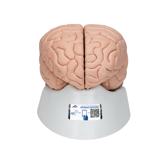 Brain model with a less lifelike appearance. Can be separated into 8 parts
