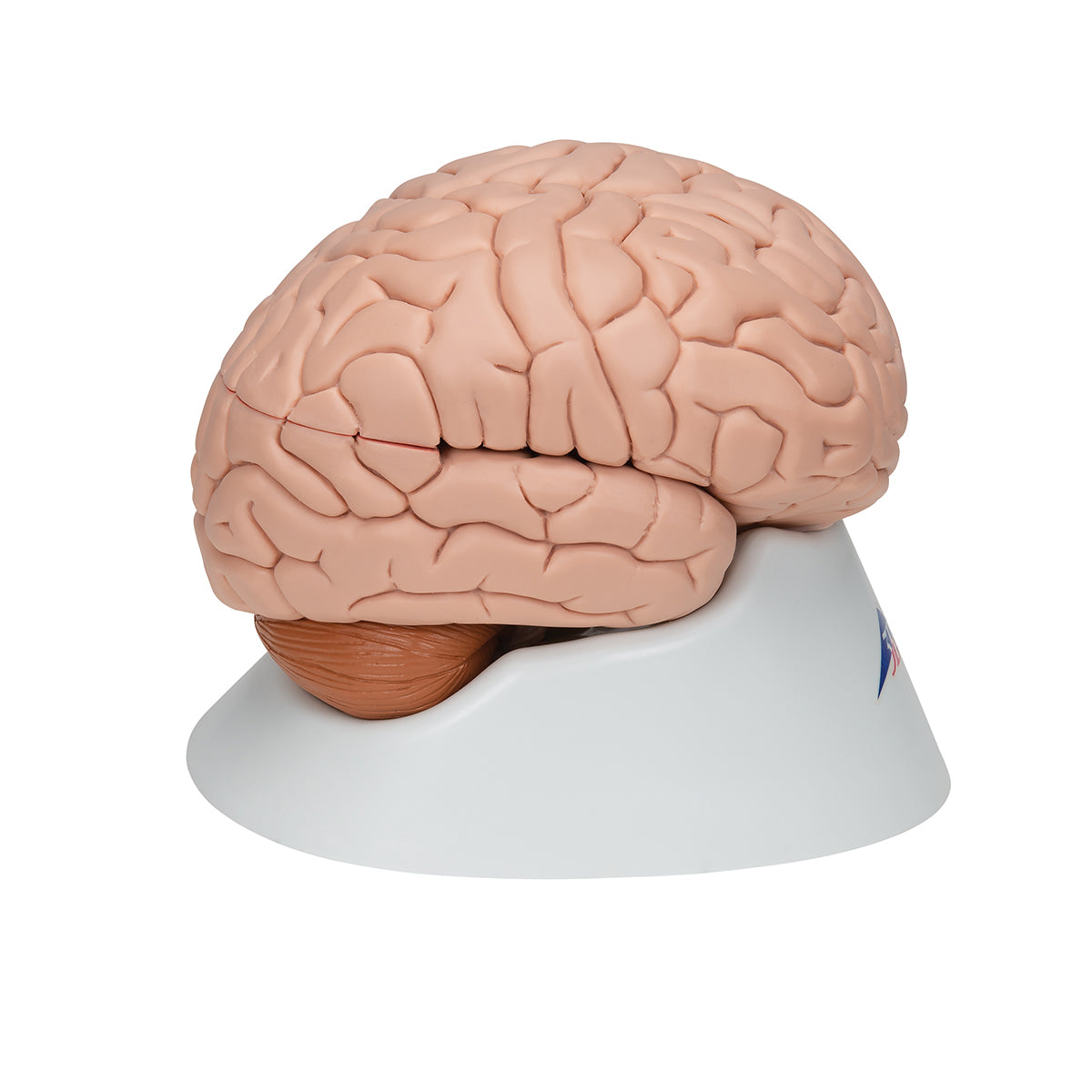 Brain model with a less lifelike appearance. Can be separated into 8 parts