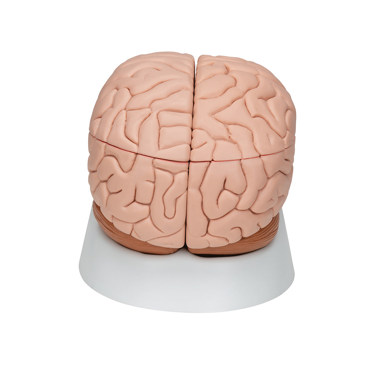 Hjernemodel med et mindre naturtro udseende. Kan adskilles i 8 dele