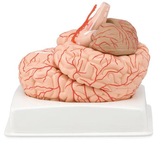 Hjernemodel i naturlig størrelse med arterier - kan deles i 9 dele