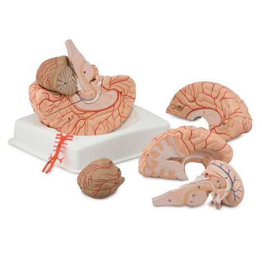 Life-size brain model with arteries - can be divided into 9 parts