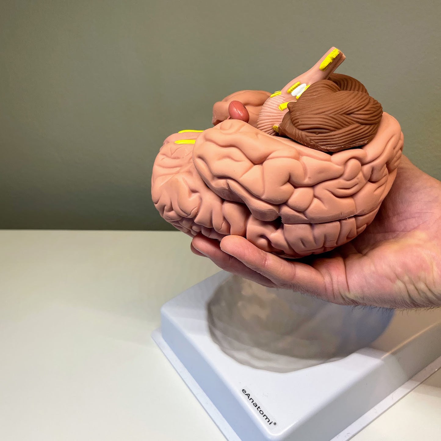 Brain model in 8 parts on a stand