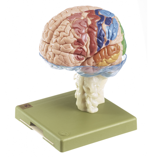 Hjärnmodell i högsta kvalitet och många områden i pedagogiska färger. Kan delas upp i 15 delar