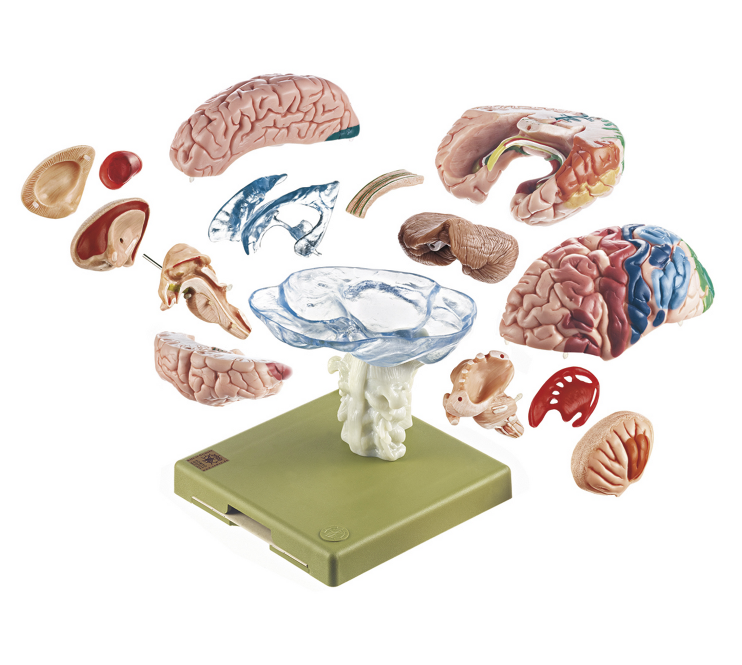 Brain model in the highest quality and many areas in educational colors. Can be separated into 15 parts