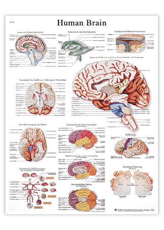 Plakat om hjernen (Human Brain) 51x67 cm