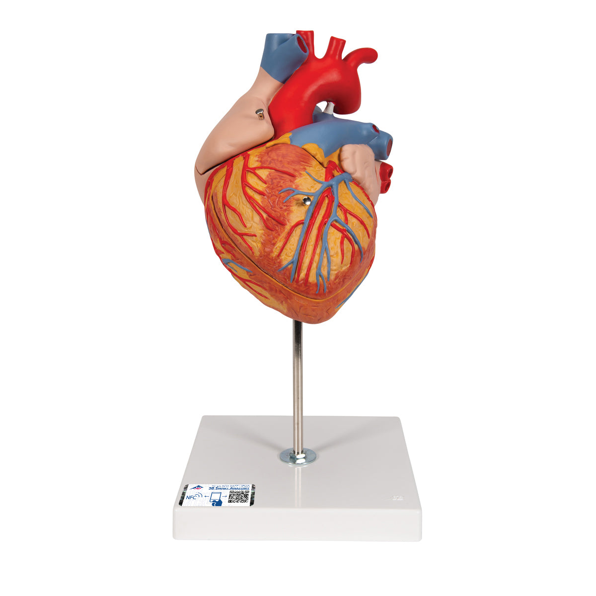 Hand painted heart model that has been enlarged