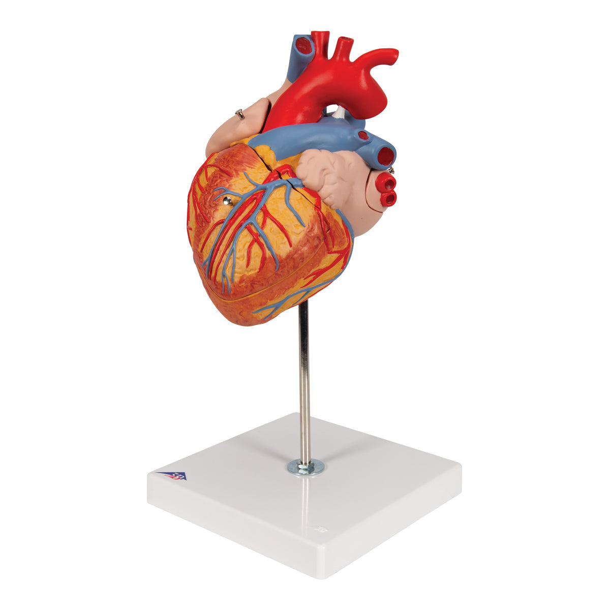 Hand painted heart model that has been enlarged