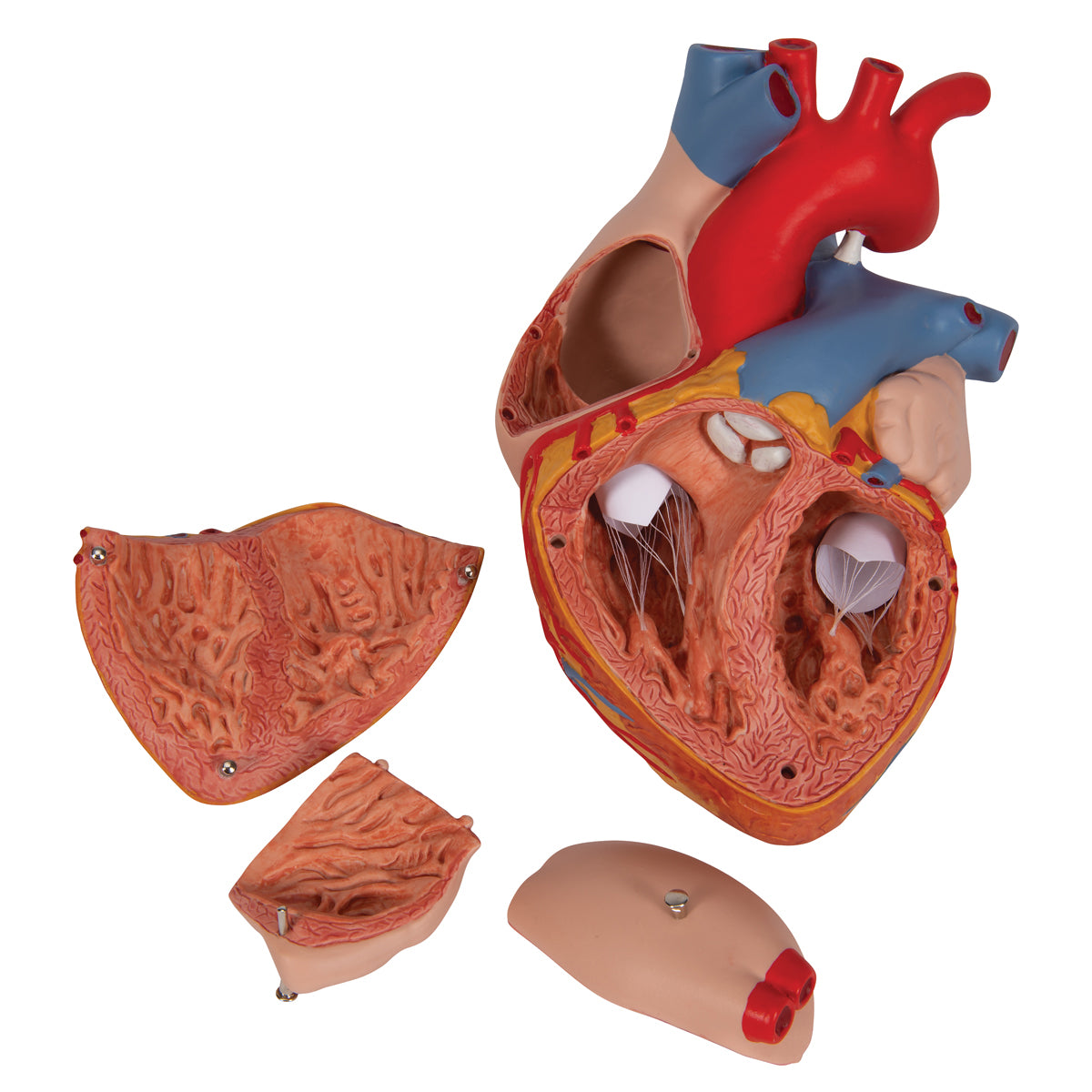 Handmålad hjärtmodell som har förstorats