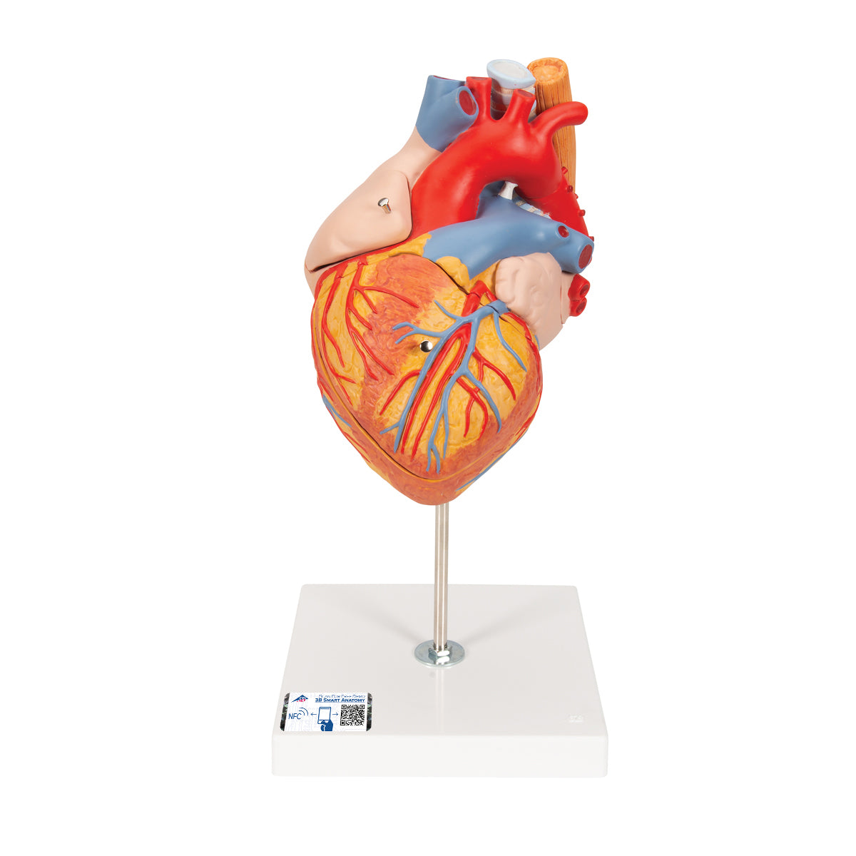 Enlarged and hand-painted heart model with trachea and esophagus