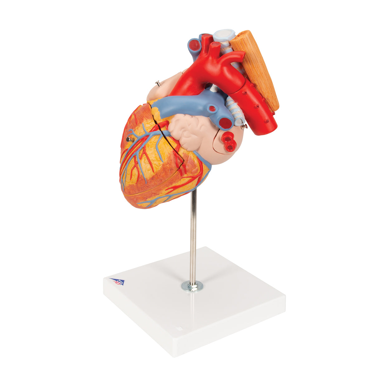Enlarged and hand-painted heart model with trachea and esophagus
