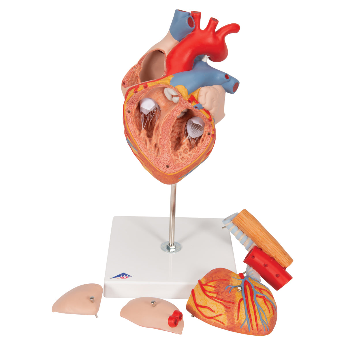 Förstorad och handmålad hjärtmodell med luftstrupe och matstrupe