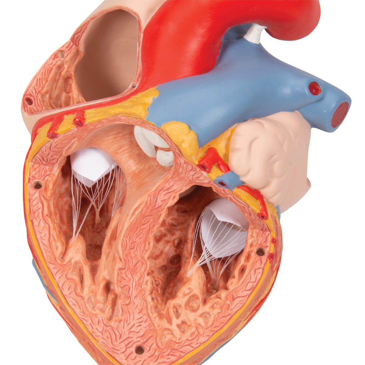 Förstorad och handmålad hjärtmodell med luftstrupe och matstrupe