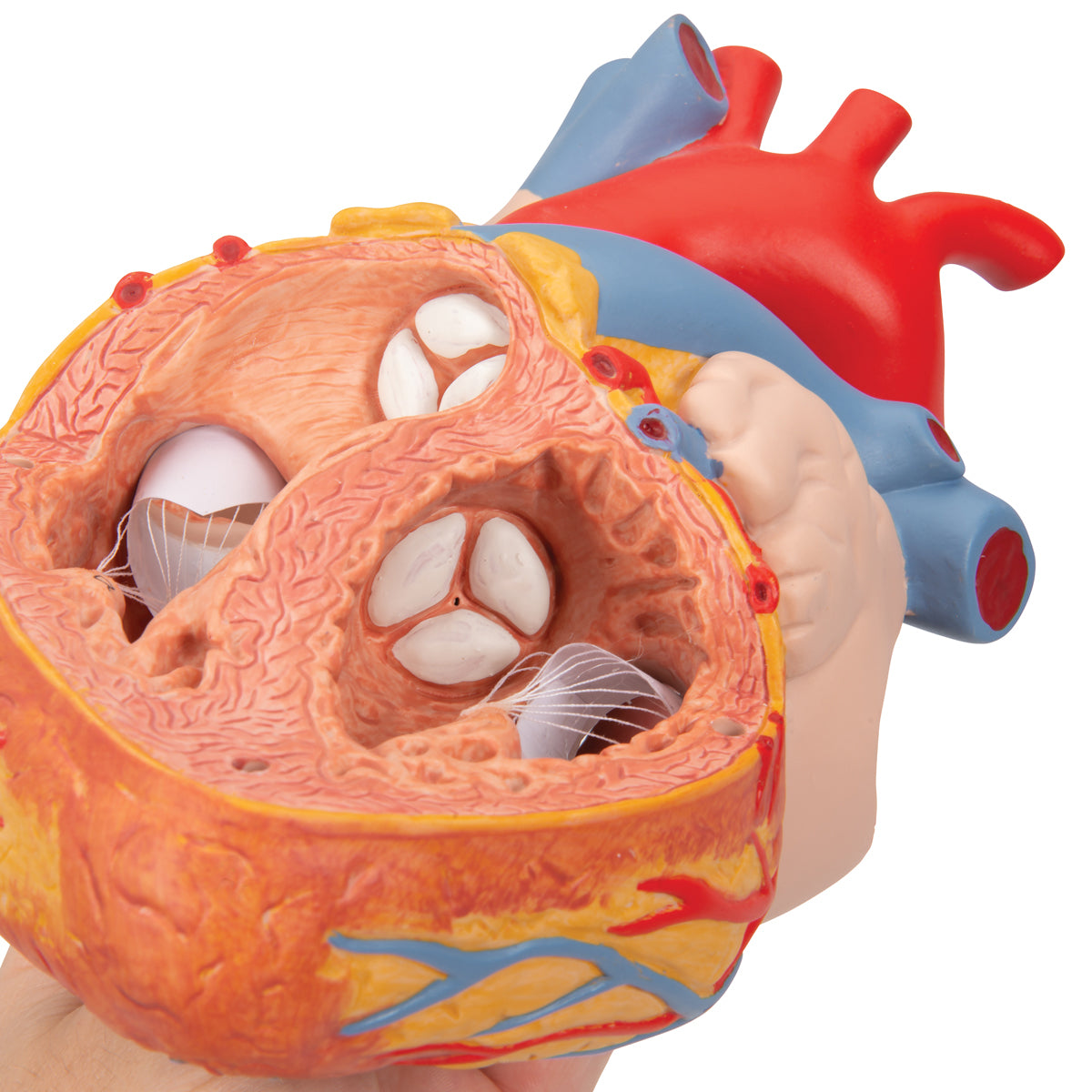 Forstørret og håndmalet hjertemodel med luftrør og spiserør
