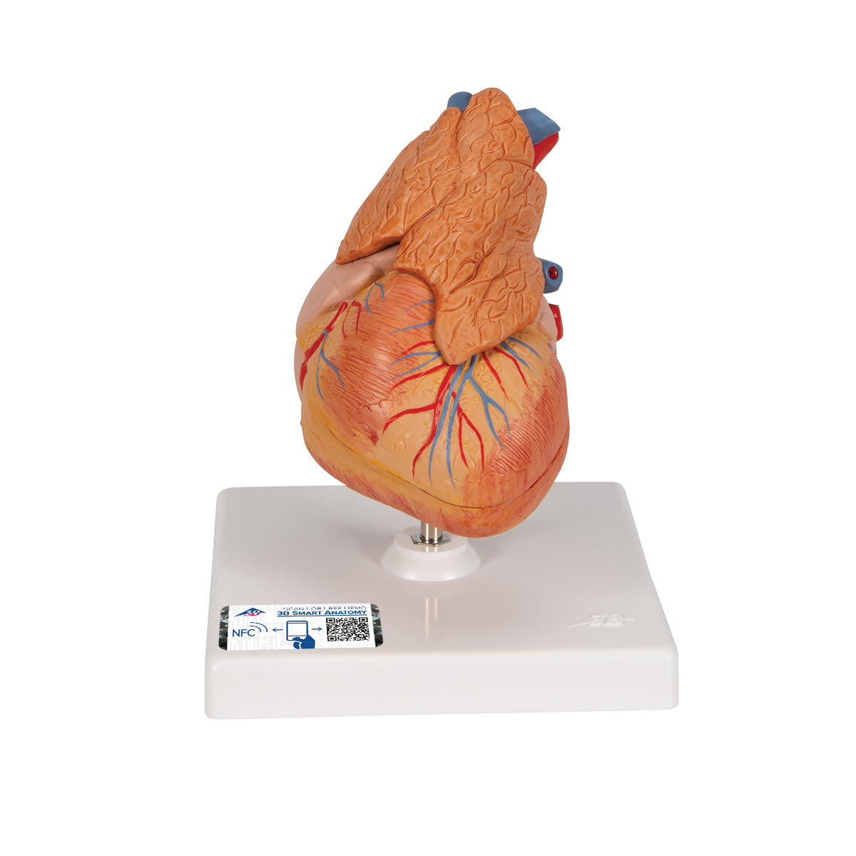 Formindsket hjertemodel inklusiv thymus