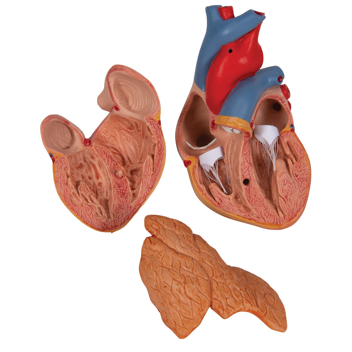 Reduced heart model including thymus