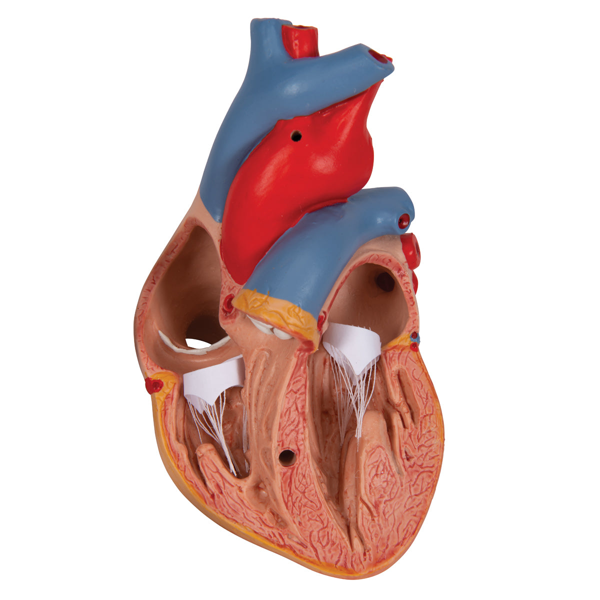 Reducerad hjärtmodell inklusive tymus