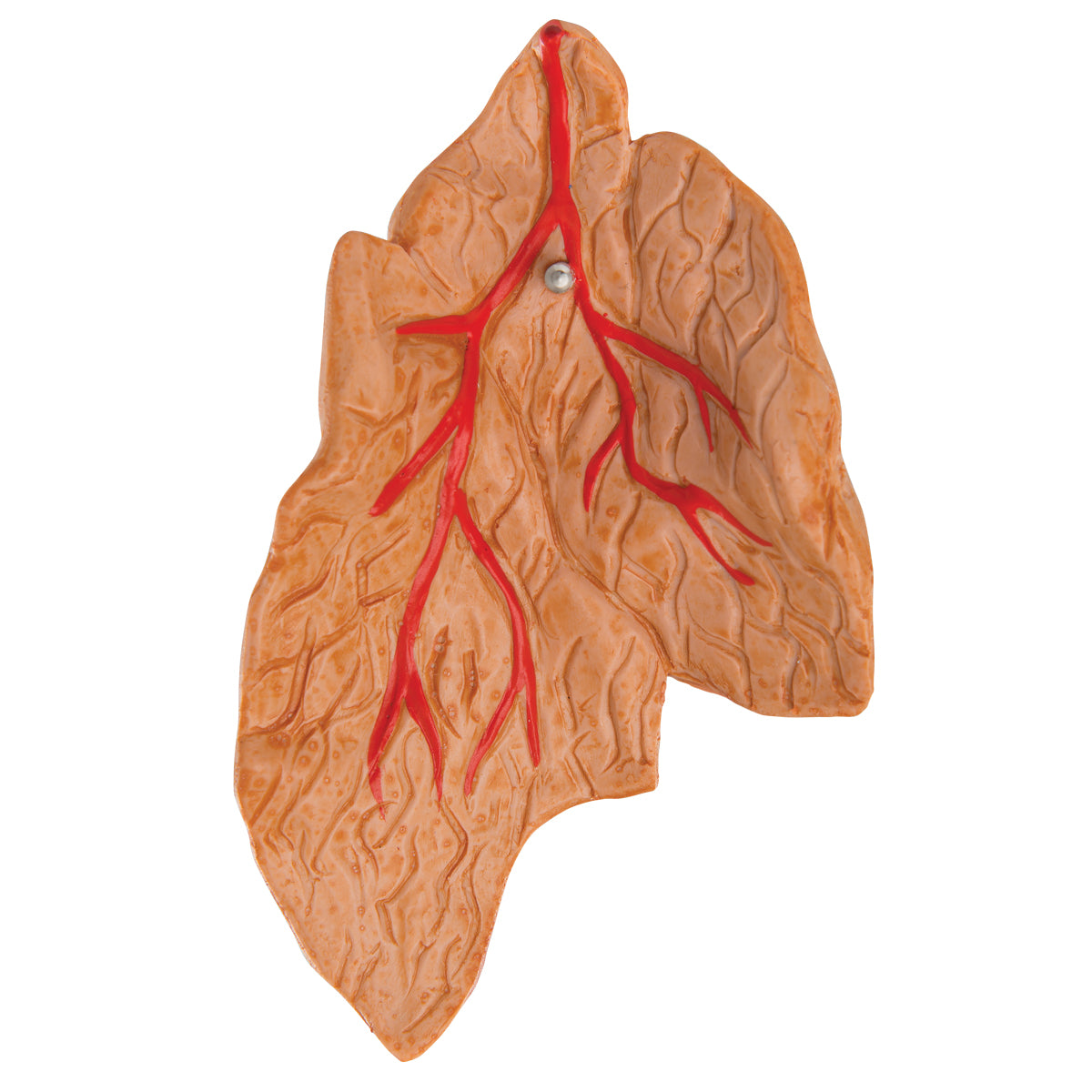 Formindsket hjertemodel inklusiv thymus