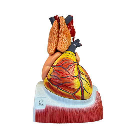 Hjärtmodell som är förstorad, i hög kvalitet och 12 delar