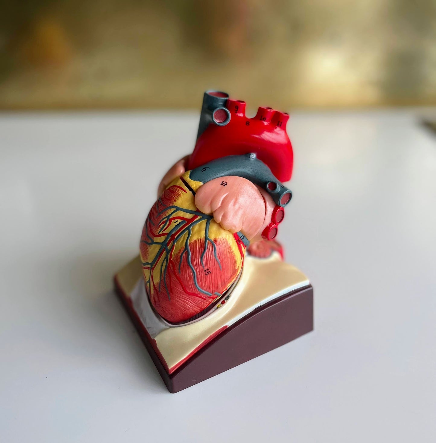 Hjärtmodell i hög kvalitet på bas som inkluderar visar hjärtsäcken