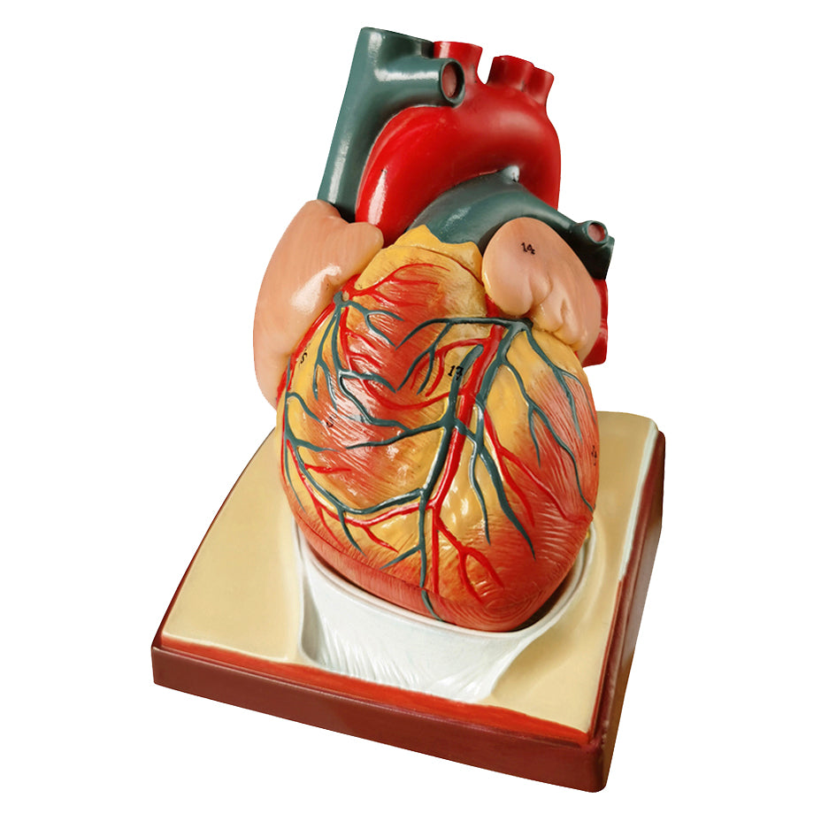 Heart model in high quality on a base that includes shows the pericardium