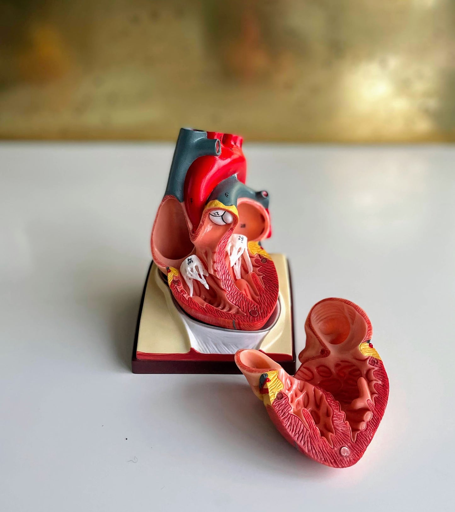 Heart model in high quality on a base that includes shows the pericardium
