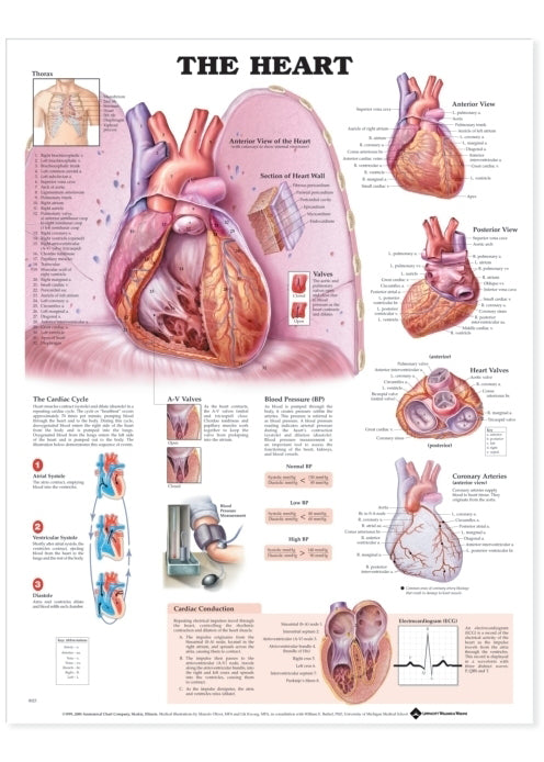 Laminated poster about the heart in English