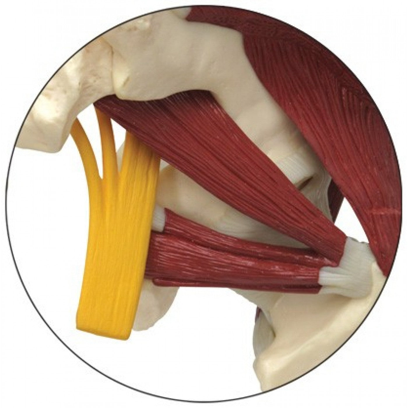 Komplett höftmodell med 2 ländkotor, ligament, muskler och ischiasnerven