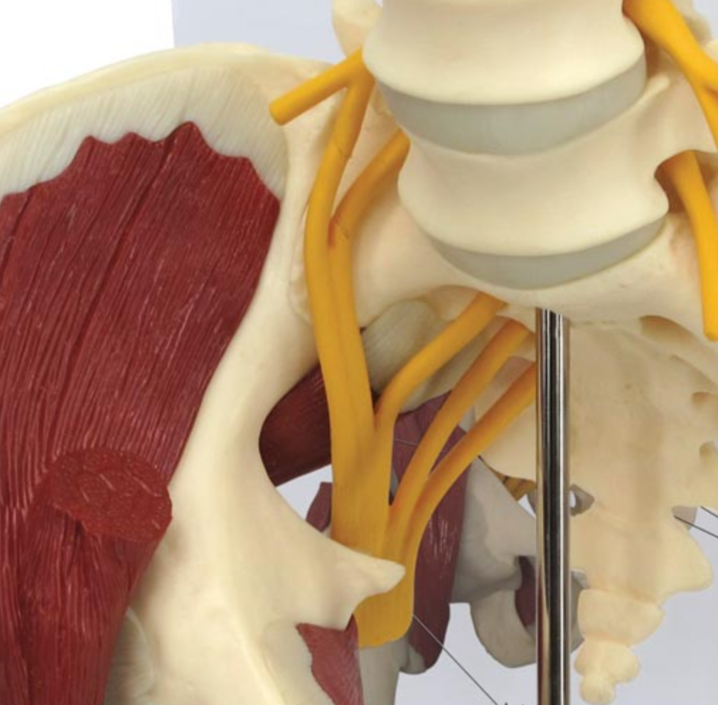 Complete hip model with 2 lumbar vertebrae, ligaments, muscles and sciatic nerve