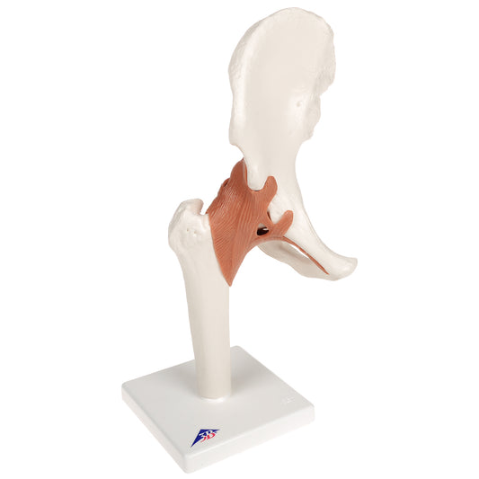 Classic and flexible hip model with ligaments