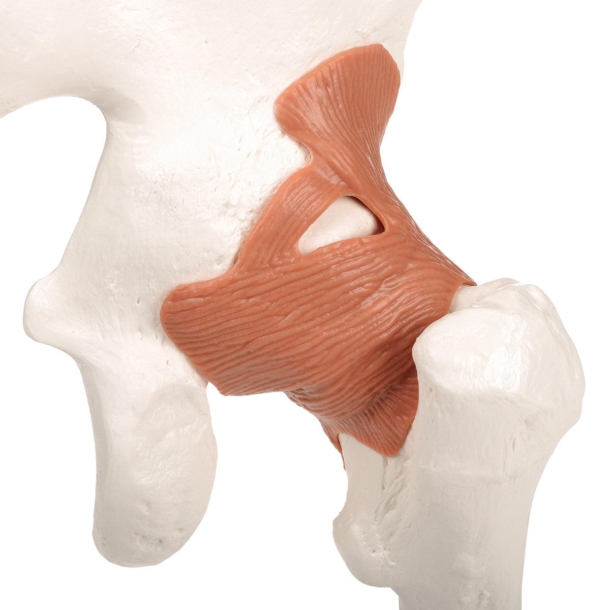 Classic and flexible hip model with ligaments