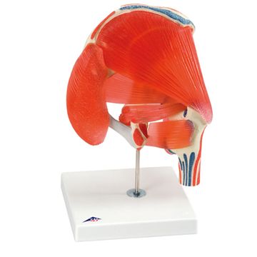 Flexibel höftmodell med muskler som kan delas upp i 7 delar