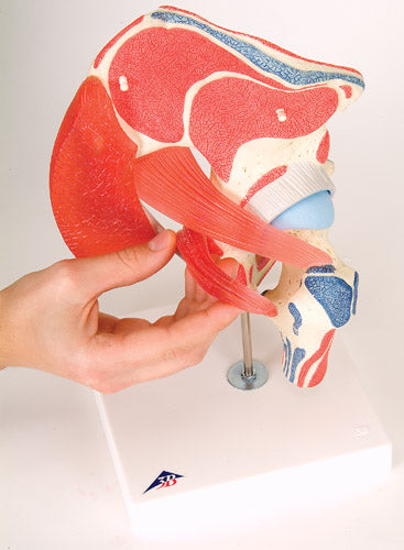 Flexible hip model with muscles that can be separated into 7 parts