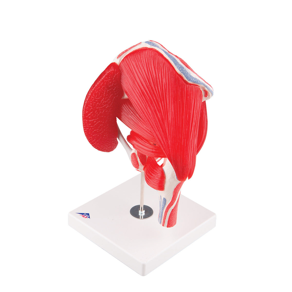 Flexible hip model with muscles that can be separated into 7 parts