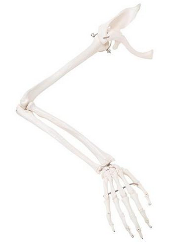 Skeletdel som viser hele højre arm med epifyselinjerne (inkl. skulderblad og kraveben)