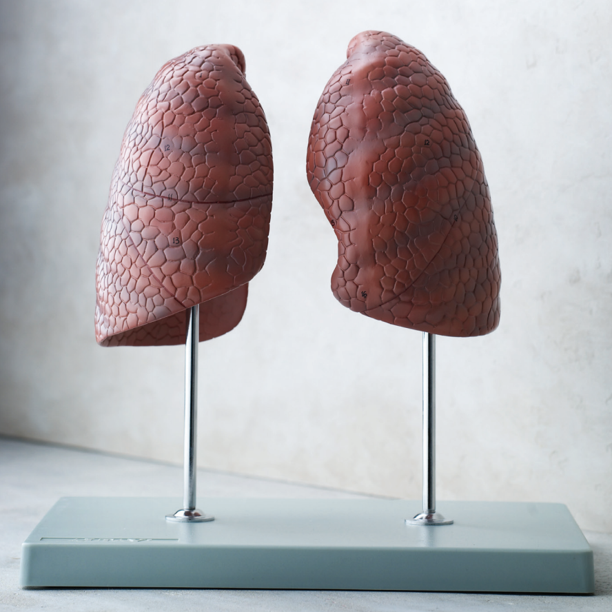 Model af begge lunger præsenteret fritstående på en stander
