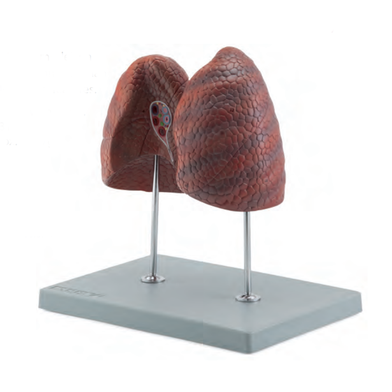 Modell av båda lungorna presenteras fristående på ett stativ
