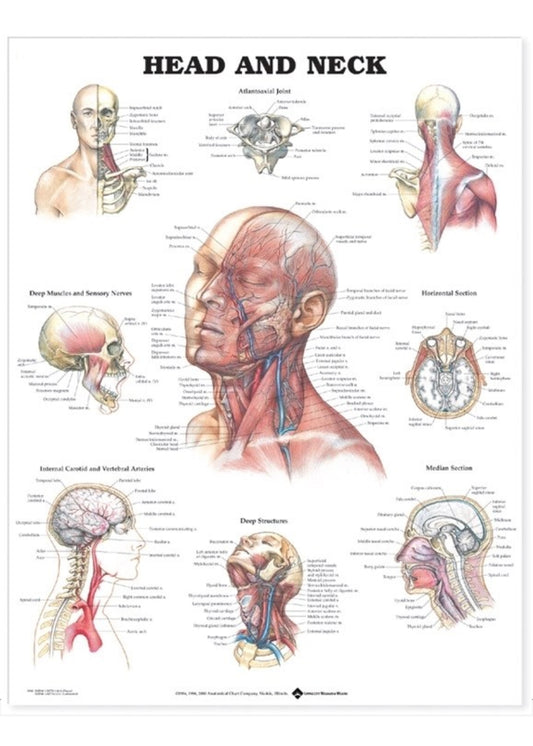 Poster about the contents of the skull, upper neck joint and muscles, vessels &amp; nerves in the face and neck in English