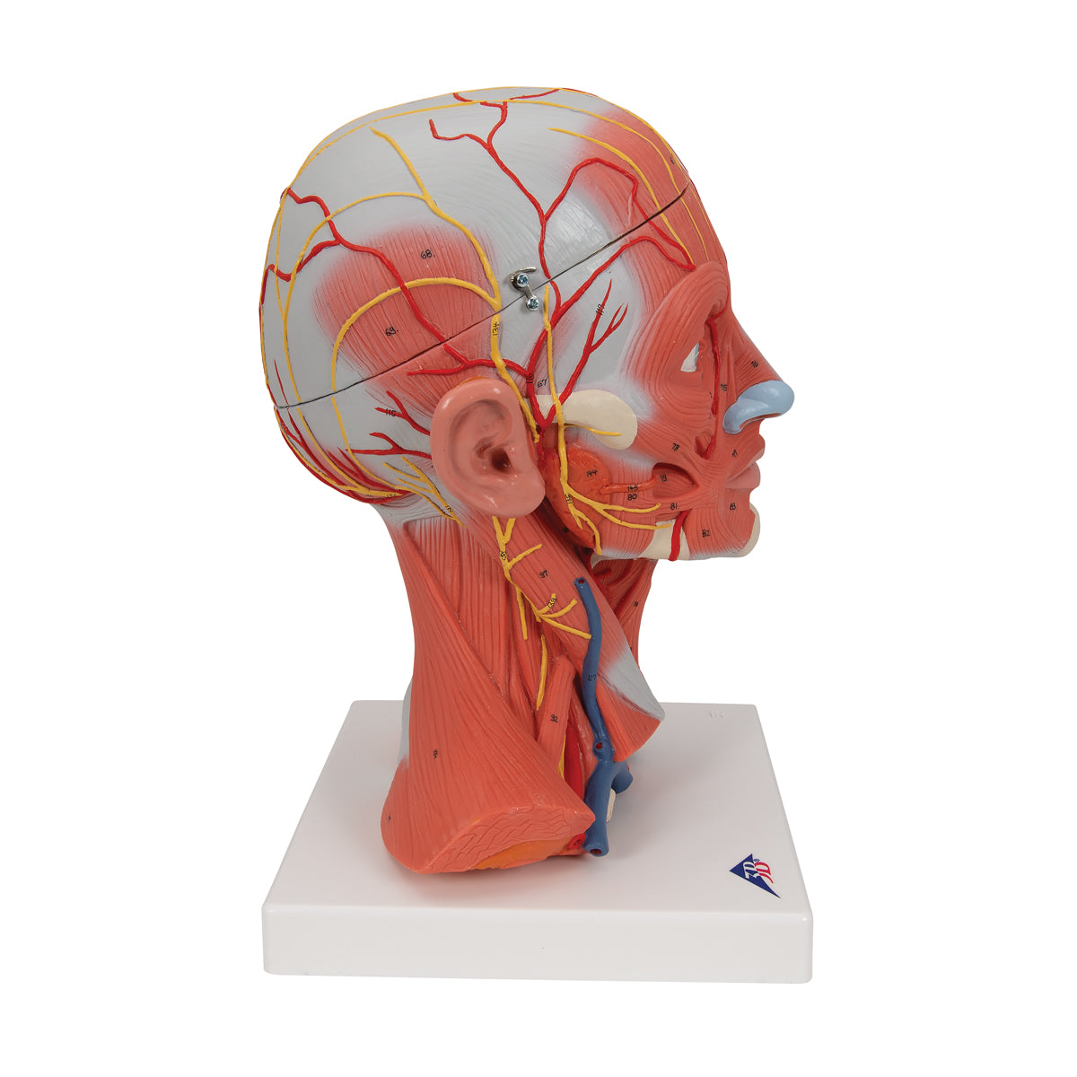 Modell av huvud- och nackemuskler i 5 delar