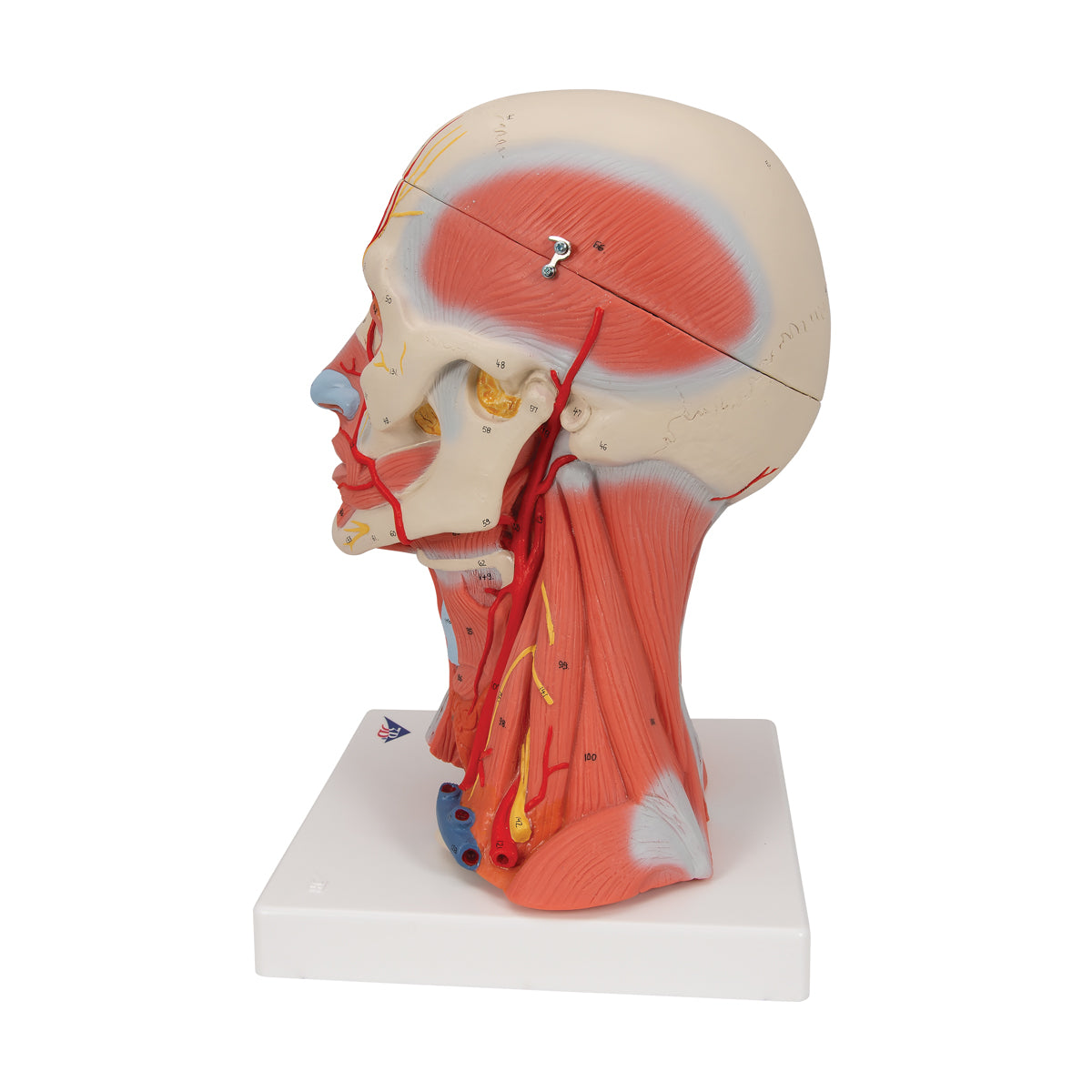 Model of head and neck muscles in 5 parts