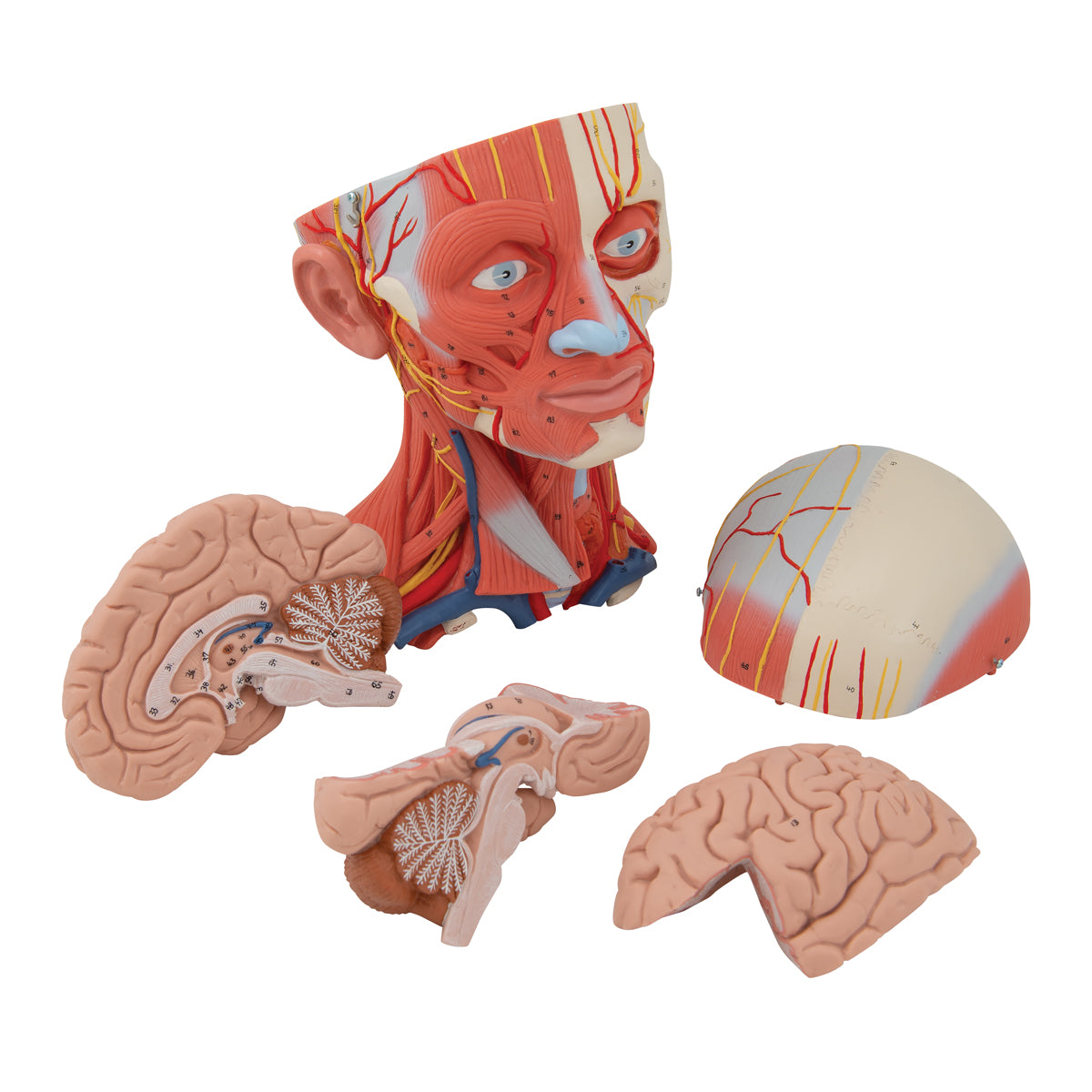 Model of head and neck muscles in 5 parts